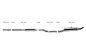Preview: Bastuck Edelstahl Gr.A Komplettanlage VW Polo 86 + 86C - 2 x 70mm